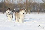 ALASKAN MALAMUTE 292